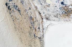 Why You Should Choose Our Mold Remediation Services in South Coventry, CT